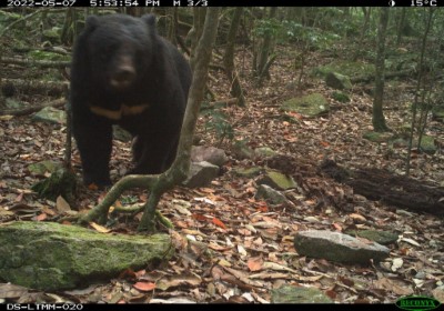 紅外線自動相機拍攝臺灣黑熊影像