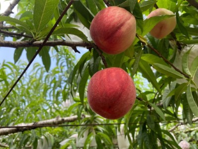 輔導臺中市東勢區銘雄堂有機農園農友(水蜜桃園)申請友善石虎農作標章