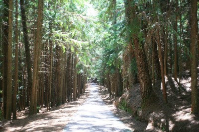 武陵國家森林遊樂區由二葉松林包圍之桃山步道