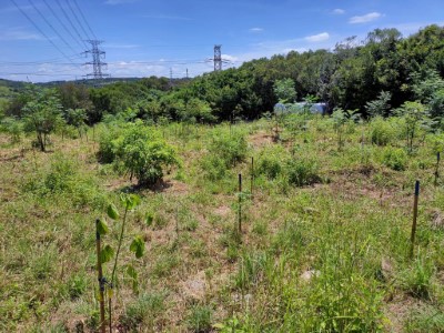 大肚臺地淺山保育軸帶生態植被復育