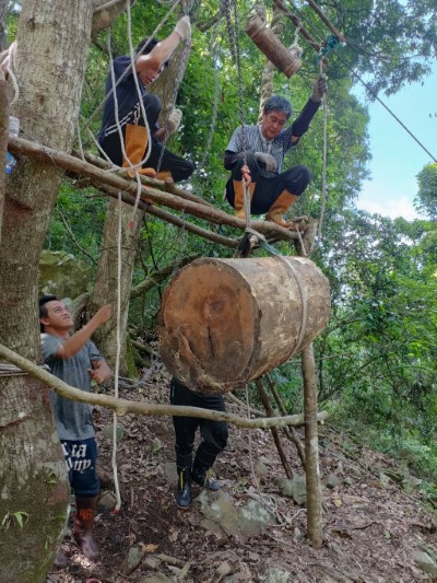 族人協力輪流接手拉滑輪將木頭運送下山