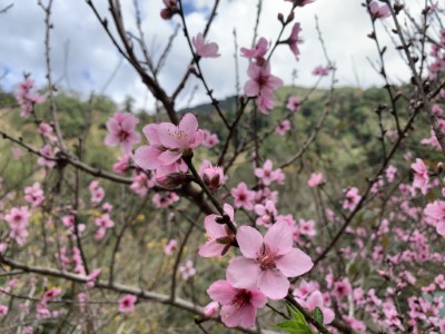 粉紅桃花盛開
