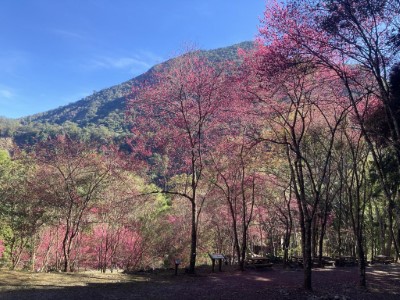 八仙山小櫻花林