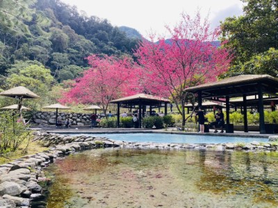 八仙山國家森林遊樂區親水區櫻花景色
