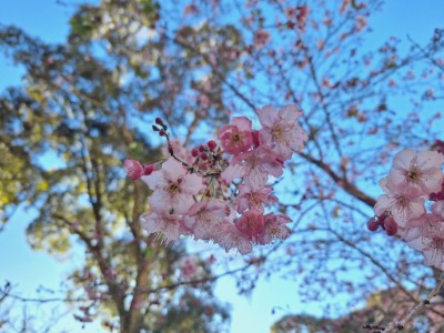 香水櫻花