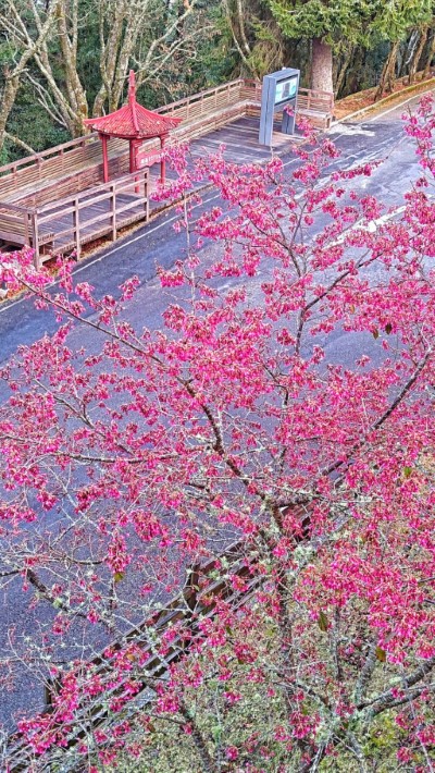 大雪山遊客中心旁山櫻花