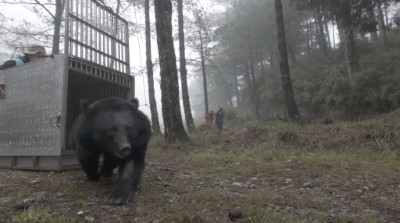 朝向山林奔去