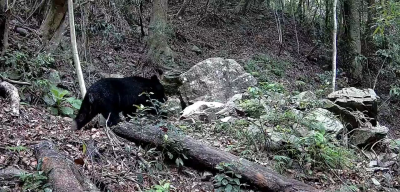 紅外線自動相機捕捉到黑熊身影