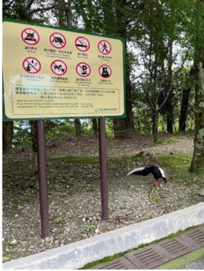 大雪山地區多處架設禁止誘拍餵食野生動物告示牌