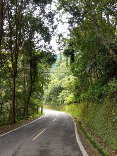 八仙山林道