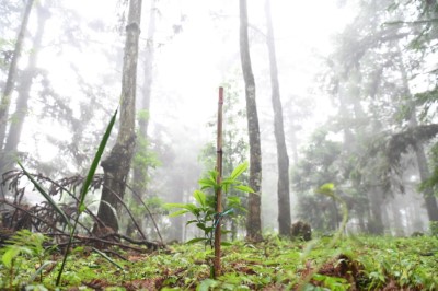 臺中分署於出雲山苗圃設置臺灣山茶示範區