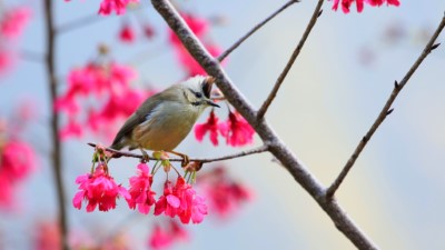 冠羽畫眉