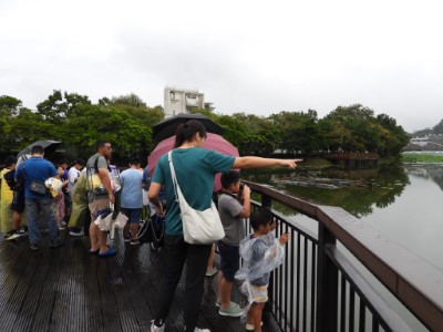 觀察東勢林業文化園區的水鳥