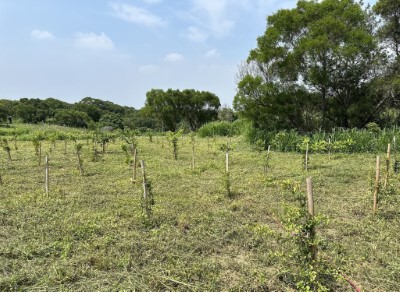 今年3月種植廣東薔薇、灰木、厚殼樹等原生植物於1404號土砂捍止保安林