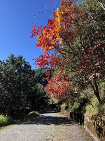 轉為黃、橙、紅色的青楓-雪山神木步道(林正智攝)