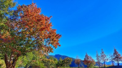 陸續轉紅的紅榨槭_小雪山區域(林正智攝)