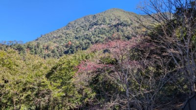 八仙山國家森林遊樂區目前山櫻花綻放約2成，往年1月底至2月中為園區內山櫻花盛開期