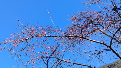 八仙山國家森林遊樂區山櫻花綻放中