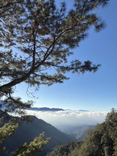 大雪山國家森林遊樂區雲海景色(照片：林業及自然保育署臺中分署)