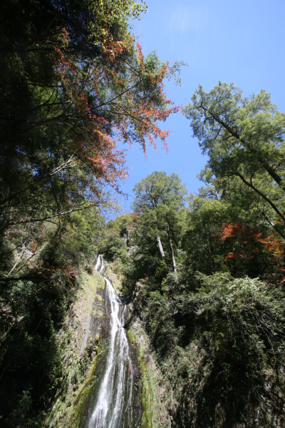 武陵國家森林遊樂區桃山瀑布景色(照片：林業及自然保育署臺中分署)