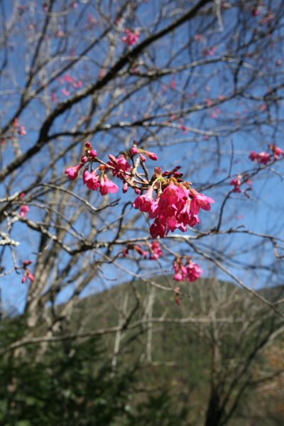 武陵國家森林遊樂區櫻花綻放中，櫻花季於114年2月8日開跑，請民眾注意交通管制資訊。