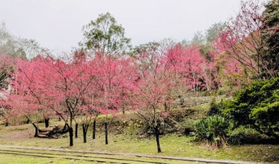 八仙山佳保台火車意象櫻花盛開