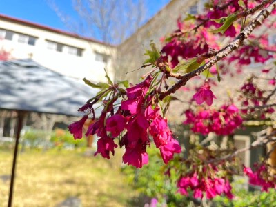 武陵山莊內山櫻花綻放