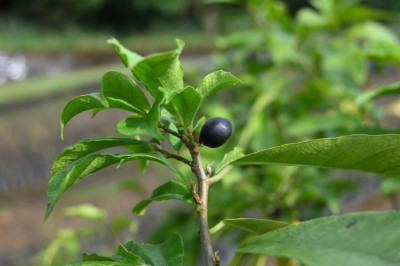 天仙果(母果)