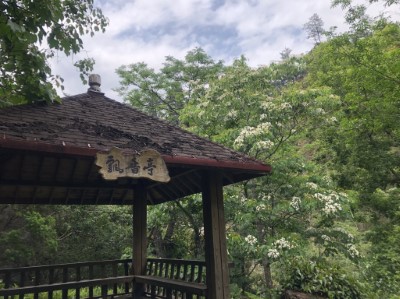 八仙山國家森林遊樂區油桐花(林業保育署臺中分署提供)