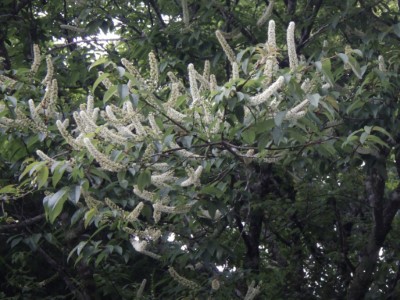 大雪山國家森林遊樂區臺灣稠李花(林業保育署臺中分署提供)