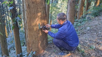 自達傳統獵人協會黑熊巡守隊進行紅外線自動相機維護工作