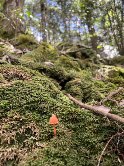 大雪山國家森林遊樂區林下景色(照片：林業及自然保育署臺中分署)
