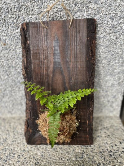 蕨類上板照片
