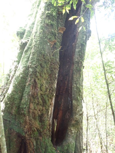 危木現況-樹幹開孔、腐生菇蕈附生
