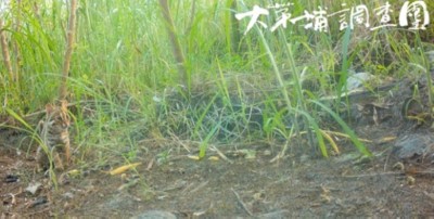 大茅埔調查團於去年10月至今年8月間，共拍攝到22次石虎出沒畫面，今年5月上旬捕捉到清晨活動的石虎身影（東勢創意執行協會提供）