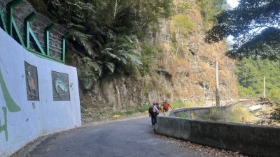 遊客沿著八仙山林道漫步欣賞山林景色