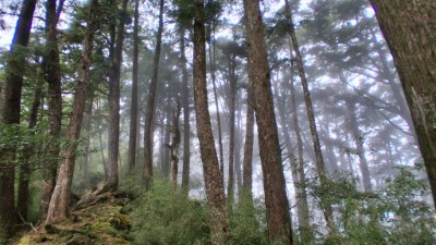 大雪山國家森林遊樂區位於霧林帶，常年雲霧繚繞