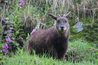 臺灣野山羊