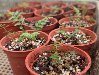 林業保育署臺中分署積極培育蘇鐵蕨幼苗