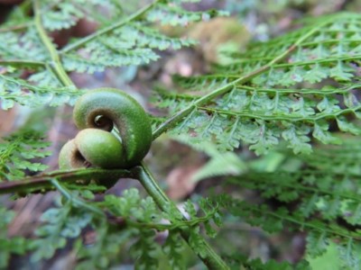 稀子蕨(黃曜謀博士提供)