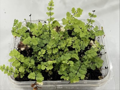 細葉碎米蕨幼苗