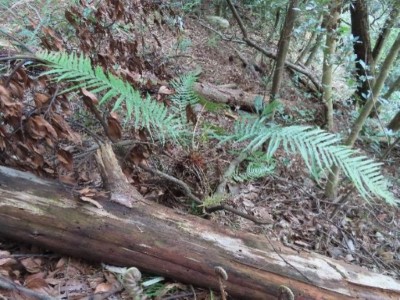 蘇鐵蕨(黃曜謀博士提供)