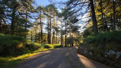 大雪山國家森林遊樂區景色(照片：林業保育署臺中分署)