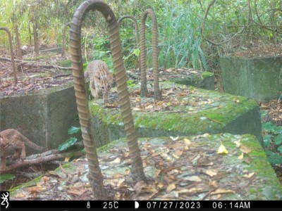 112年於大甲溪溪流保育軸帶拍攝到石虎