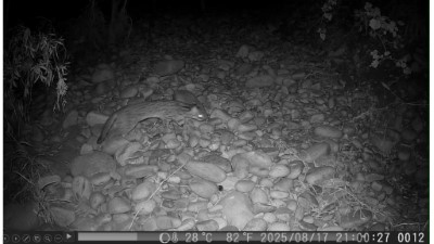 114年8月於大肚臺地淺山保育軸帶拍攝到石虎