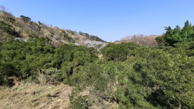 114年植生茂密林相良好