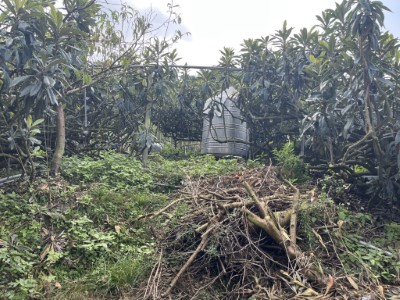 農友在果園中堆疊枯枝落葉，營造食蛇龜喜愛的棲息環境