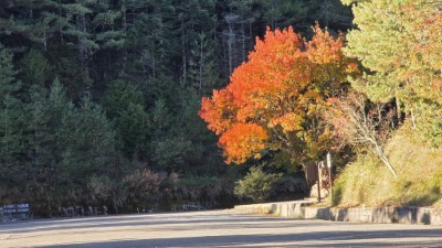 小雪山紅榨槭已全株轉紅_周金陵攝