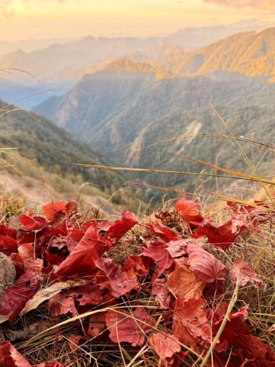 紅葉地毯映山景