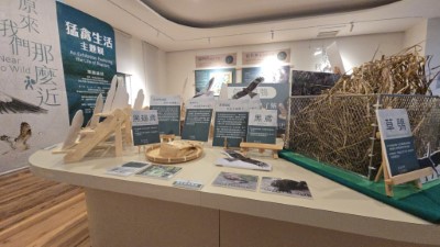 展覽中以黑翅鳶、黑鳶及草鴞道出猛禽所面臨棲地流失與食物來源不足等困境及保育課題
